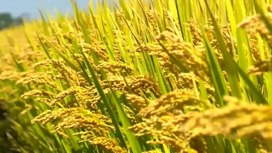 如何破解畜牧業(yè)高質(zhì)量發(fā)展難點(diǎn)？1